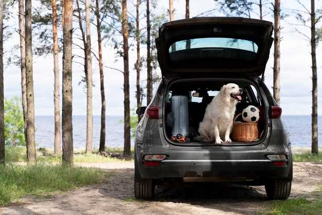 Assessing Interior Materials for Pet Safety and Comfort